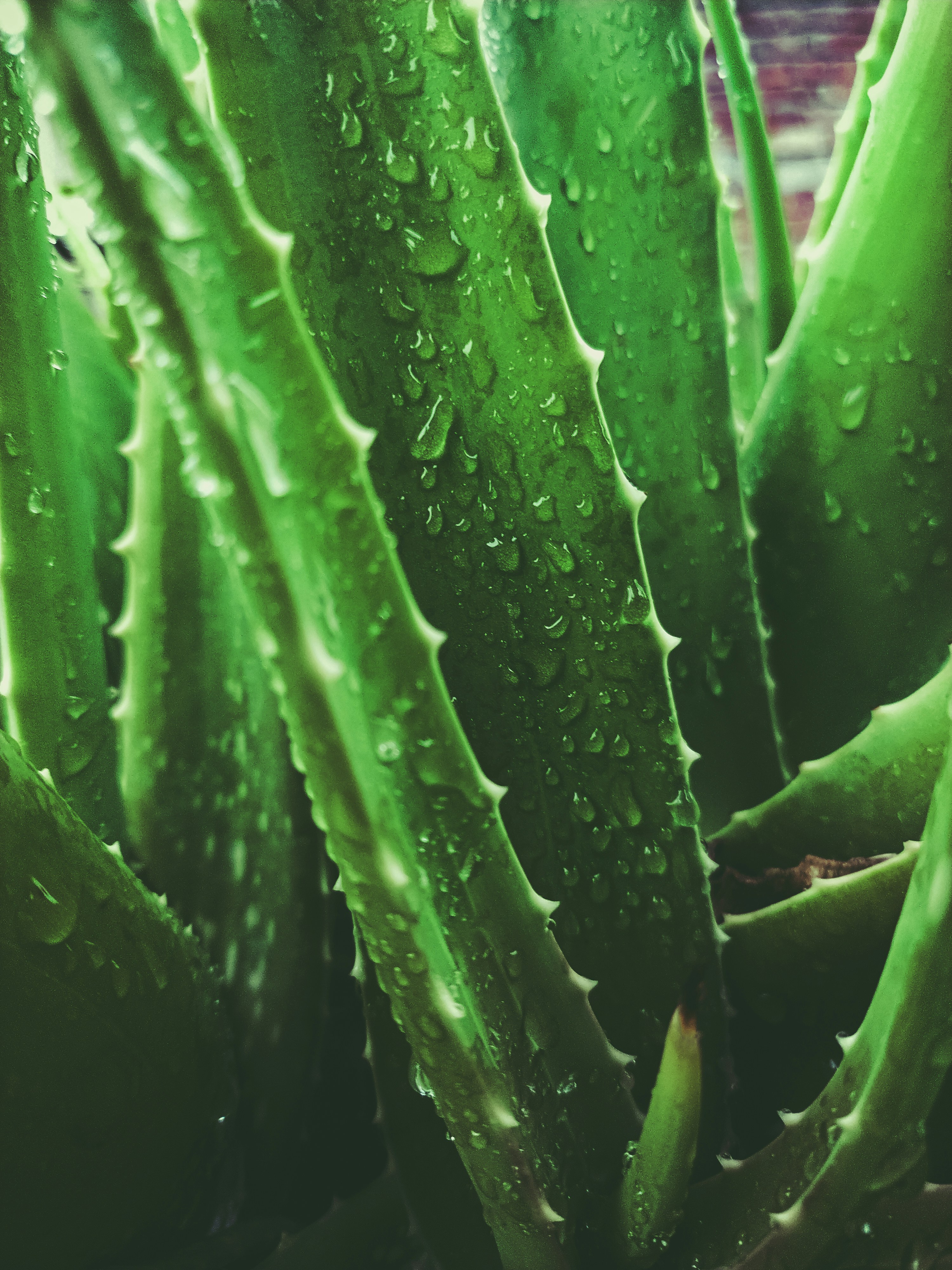Aloe Vera — Aloe Barbadensis Miller